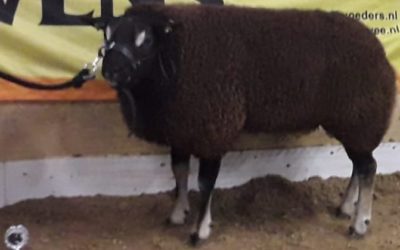 Rammen winterkeuring 4-01-2020 te Apeldoorn